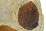 Wide Plate with Five Fossil Leaves (Three Species) - Montana #305982-4